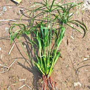 水培水竹鱼缸造景优质直发阳光绿植大厅庭院园林观赏性的挺水植物