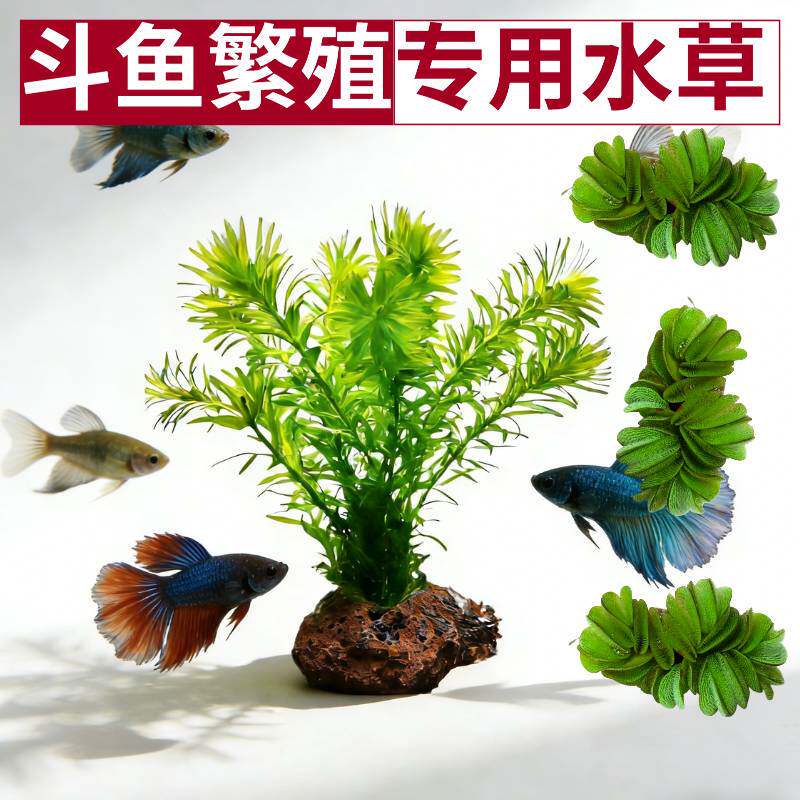 蜈蚣草斗鱼繁殖专用水草绿色丛生型鱼缸造景装饰易养活体水草