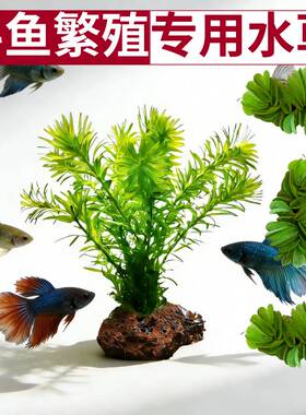 蜈蚣草斗鱼繁殖专用水草绿色丛生型鱼缸造景装饰易养活体水草