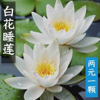 四季白花睡莲水培植物好养易活