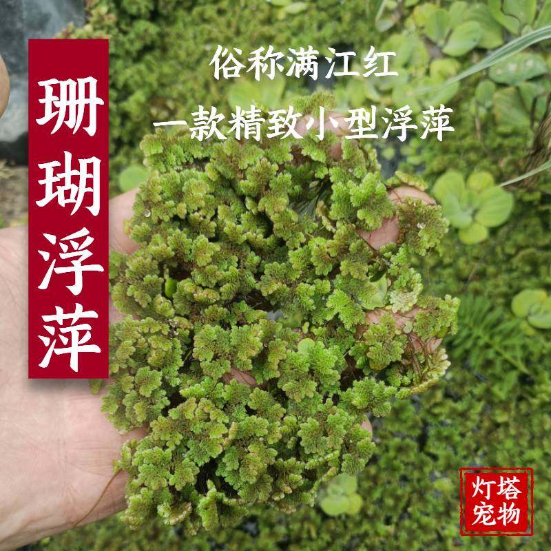 珊瑚萍鱼缸造景养鱼虾水草水生植物净化水质水培龟缸植物浮性水草,宠物/宠物食品及用品,水草,淘宝优惠券,粉丝福利购,淘宝优惠卷