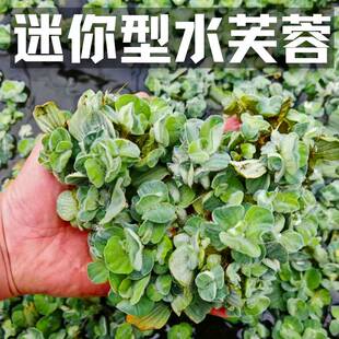 浮萍迷你型水芙蓉鱼缸造景水草场直发懒人水培增氧后景淡水草植物