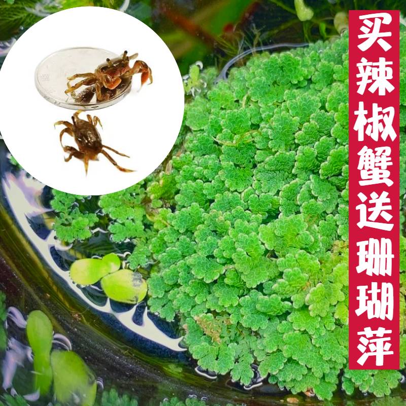 净化水质迷你爬宠送珊瑚浮萍