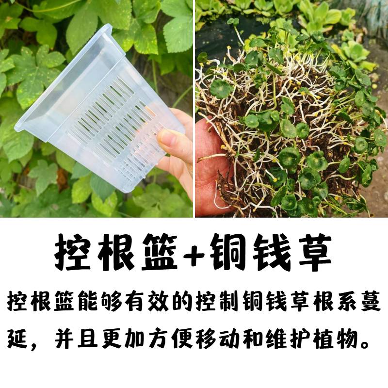 水培植物办公室金钱草绿植