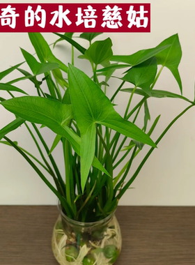 慈姑水草植物真草鱼缸水草造景鱼草缸绿植活净水新手懒人养鱼后景