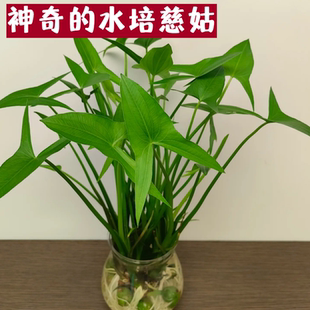 慈姑水草植物真草鱼缸水草造景鱼草缸绿植活净水新手懒人养鱼后景