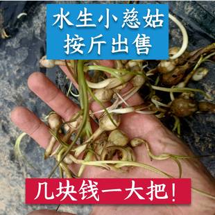 水生慈姑毛慈菇苗茨菇种芽水培植物种子种根种植观赏净水造景茨菇