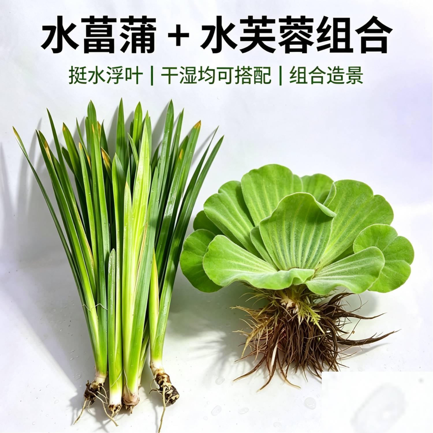 古法生态缸造景水草水芙蓉搭配水菖蒲 养龟净水植物 龟缸遮阴水草