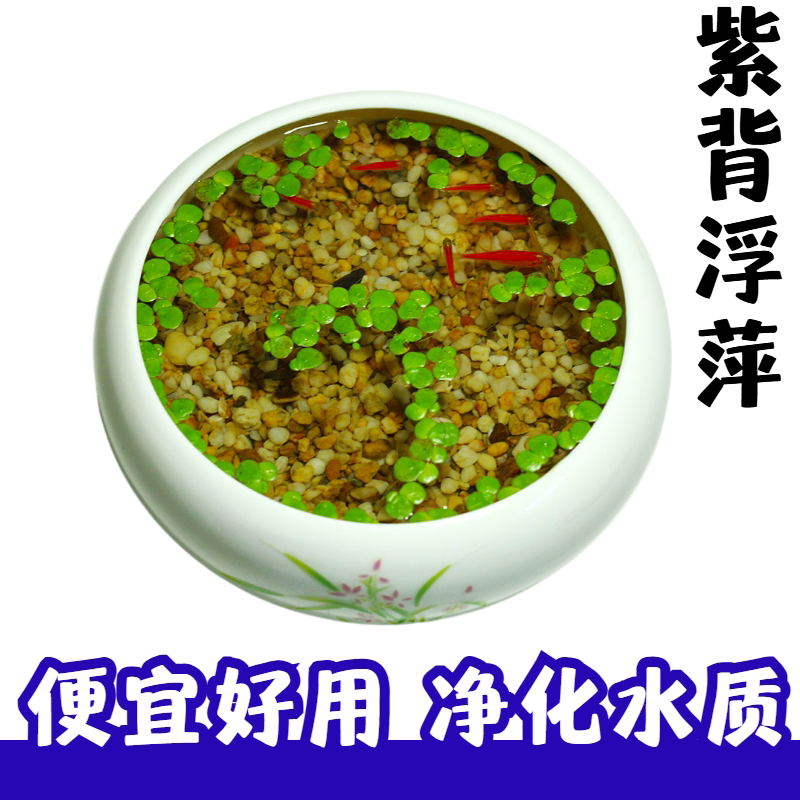 紫背浮萍水草鱼缸龟缸水族箱造景图片
