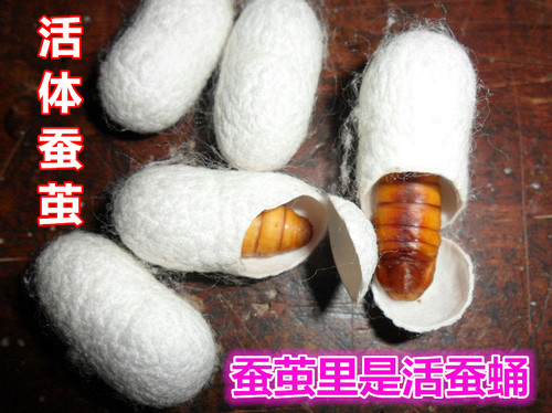 农家天然活蛹蚕茧美容茧蚕丝球桑蚕茧壳活体蚕茧洗脸入药泡茶包邮
