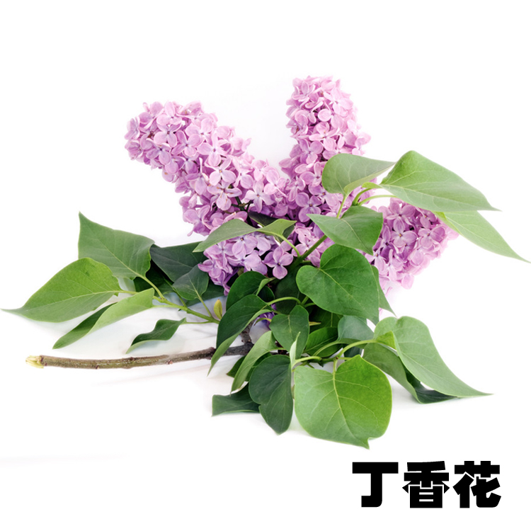 绿植嫁接紫色丁香花苗树苗室内外阳台楼顶开花盆栽盆景易成活