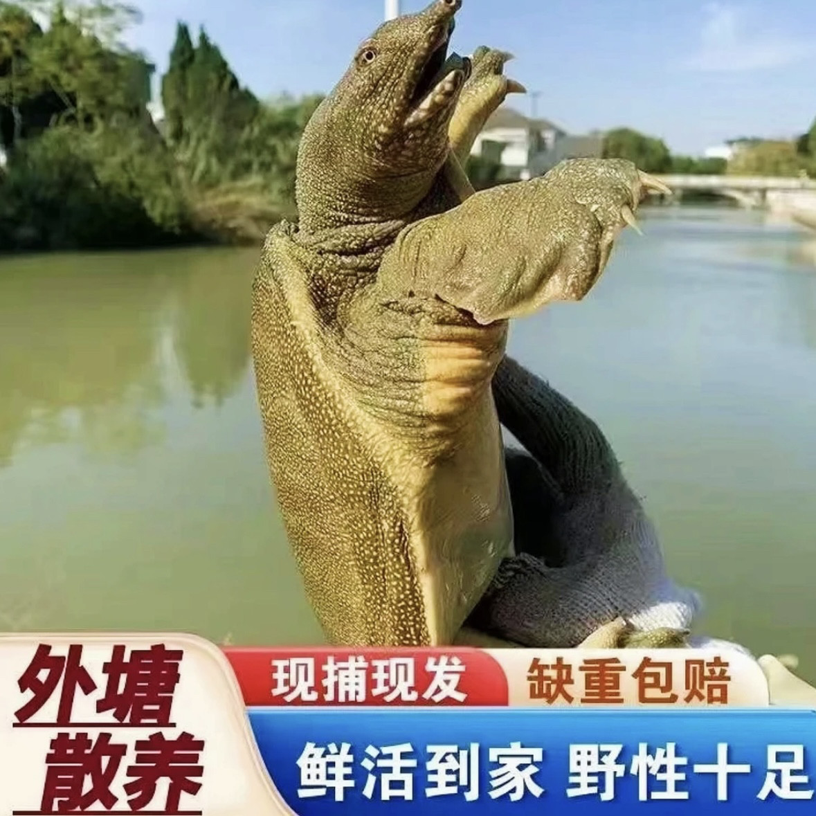 鲜活甲鱼食用中华鳖野外放养水鱼外塘野养青黄背老鳖公鱼生态团鱼,水产肉类/新鲜蔬果/熟食,甲鱼,淘宝优惠券,粉丝福利购,淘宝优惠卷