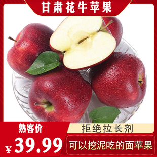 甘肃花牛苹果现摘现发粉面甜高原山地不拉长自然生长