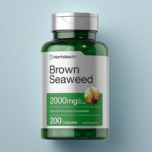 美国岩藻黄素褐藻海藻胰岛素抵抗血脂Brown Seaweed健康甘油三酯