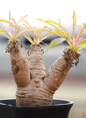 花间一多肉波涛大戟Euphorbia crispa稀有块根多肉植物一物一拍