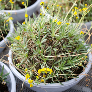 花间一多肉稀有块根植物刨花厚敦菊Othonna Retrorsa珍稀一物一拍