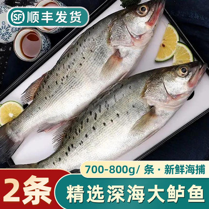 深海鲈鱼新鲜冷冻鲜活海鲜水产海捕整条海鱼七星花生鲜大鲈鱼2条