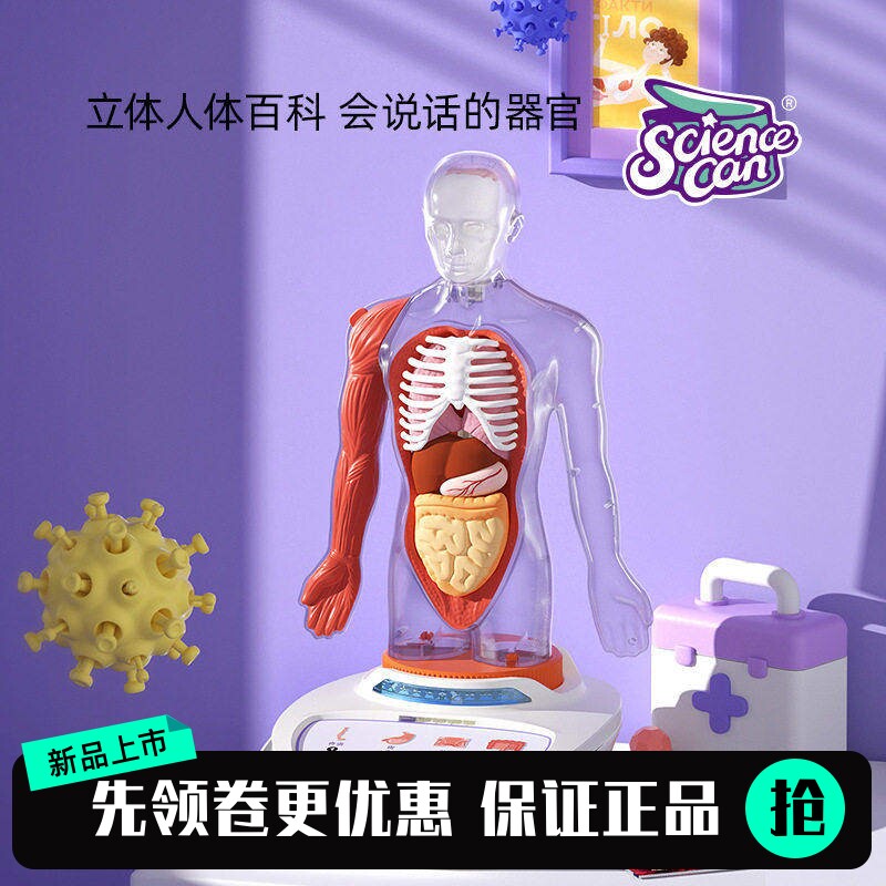 科学罐头人体解剖模型器官可拆卸