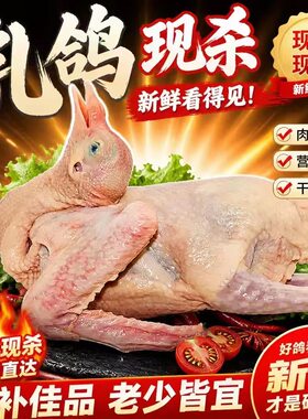 鸽子新鲜乳鸽煲汤农家散养土鸽子