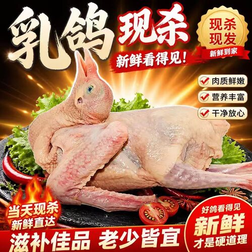 鸽子新鲜乳鸽煲汤农家散养土鸽子