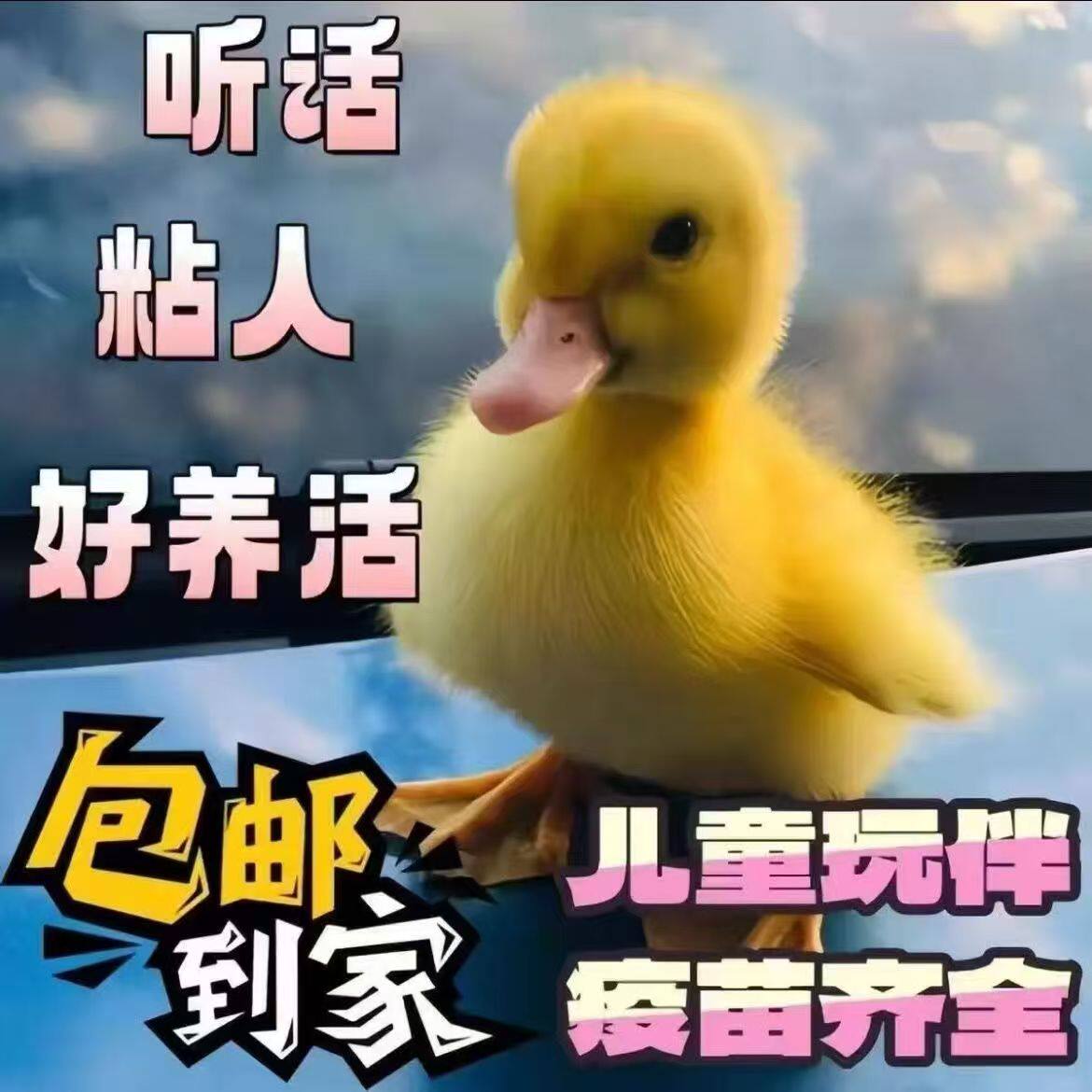 柯尔鸭活宠物幼崽网红小黄鸭鸭子图片