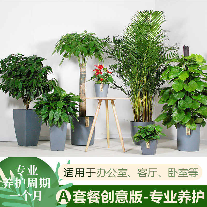 北京办公室绿植花卉盆栽绿植包养护绿植租赁绿植租摆室内阳台盆栽