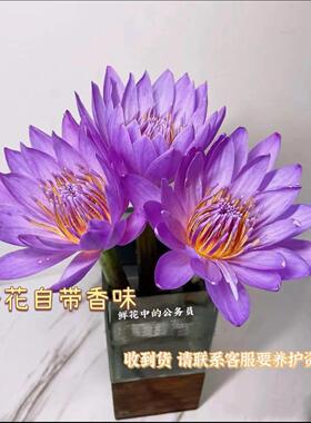 10支紫色睡莲鲜花荷花室内水养插花花束家庭广州鲜花基地直发批发