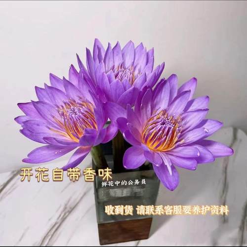 睡莲睡莲鲜花荷花水养插花