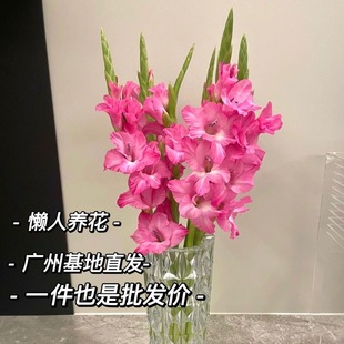 玫红色剑兰步步高鲜花水培鲜切花唐菖蒲广州基地直发室内插花