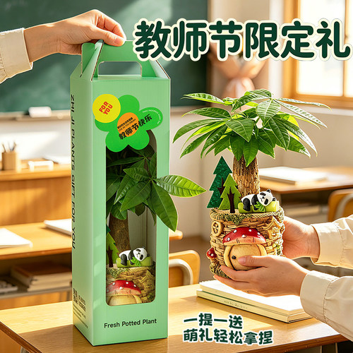 发财树盆栽富贵竹盆景室内桌面招财绿植摆件教师节礼物送老师植物
