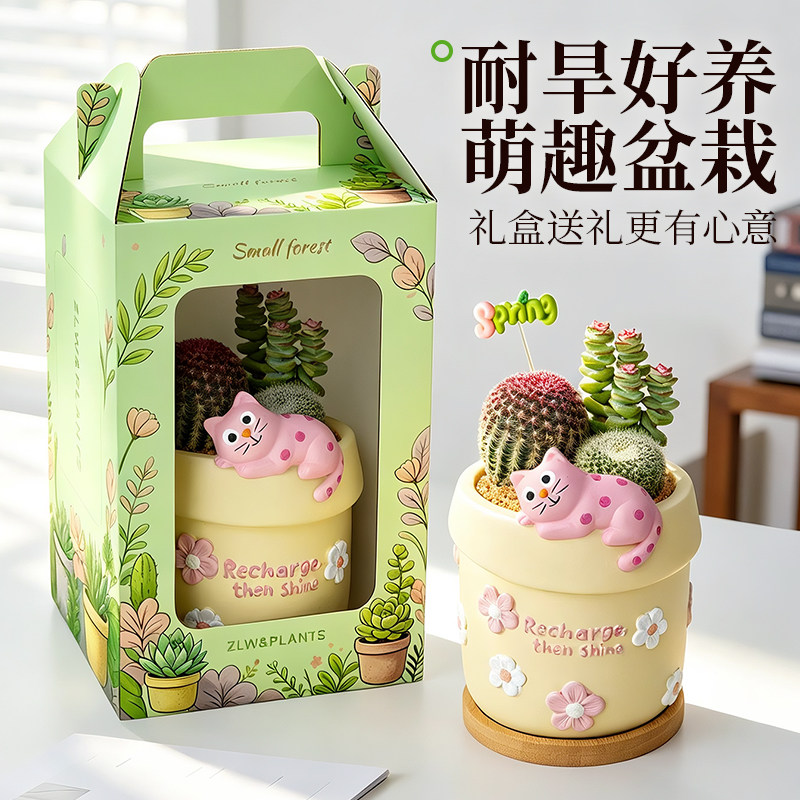 仙人掌盆栽多肉植物小办公室桌面绿植室内花卉创意教师节礼物女生