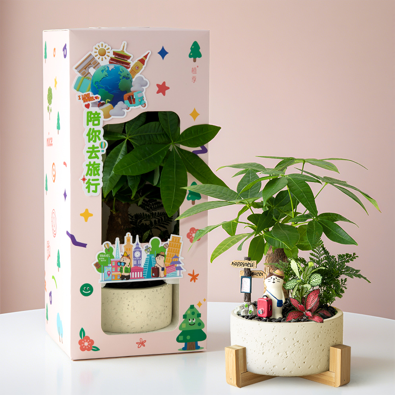 植季发财树小盆栽创意礼盒送礼