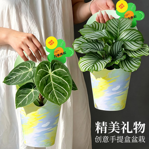 青苹果竹芋植物办公室绿萝发财树小盆栽节日礼物桌面绿植创意花卉