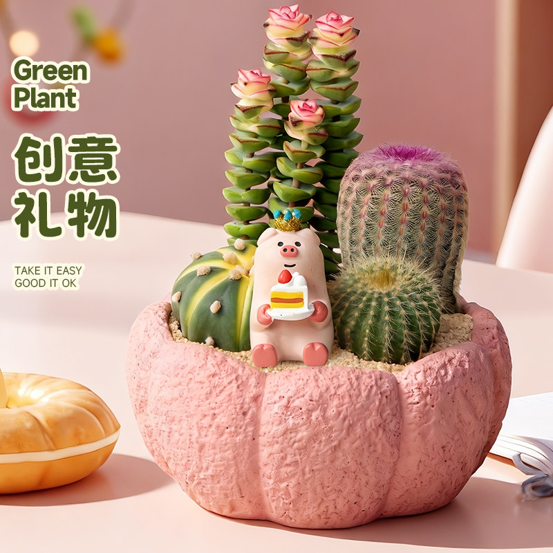 仙人掌多肉盆栽阳台绿植创意盆景图片