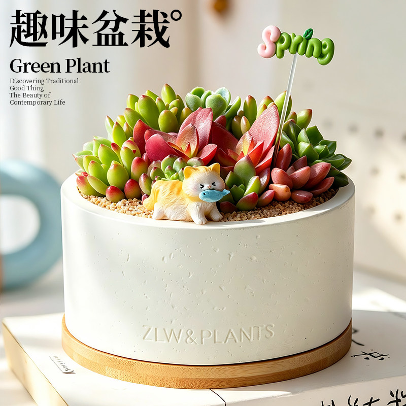 多肉植物盆栽客厅阳台花卉办公桌面盆景创意趣味肉肉绿植生日礼物