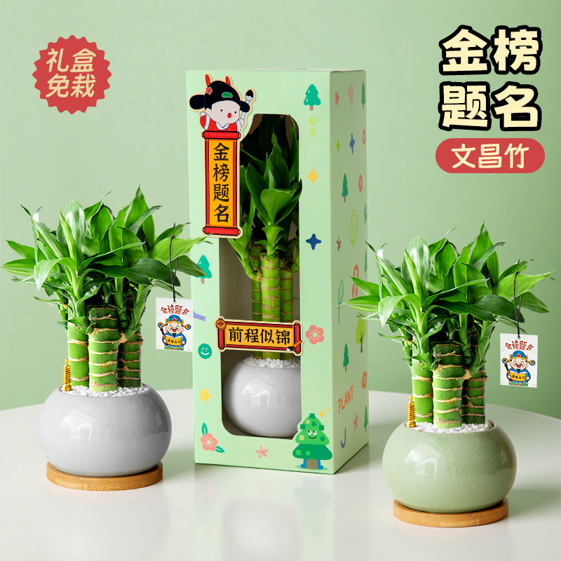 4支文昌竹高考金榜题名书桌植物
