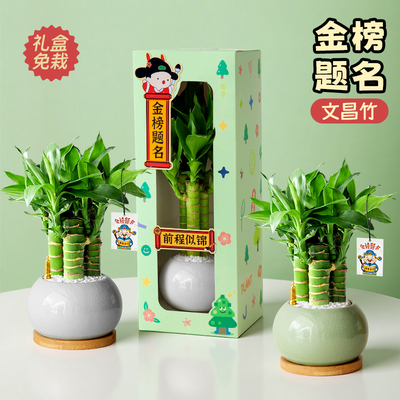 4支文昌竹高考金榜题名书桌植物