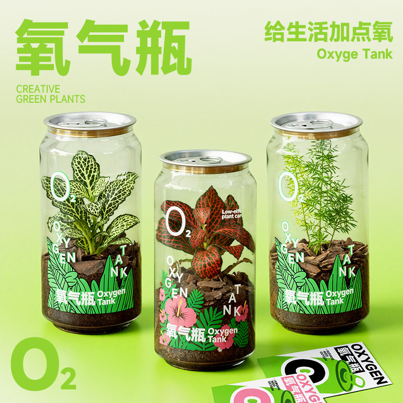 氧气桌面微景观地球日植物创意生日礼物办公室工位绿植盆栽放青松