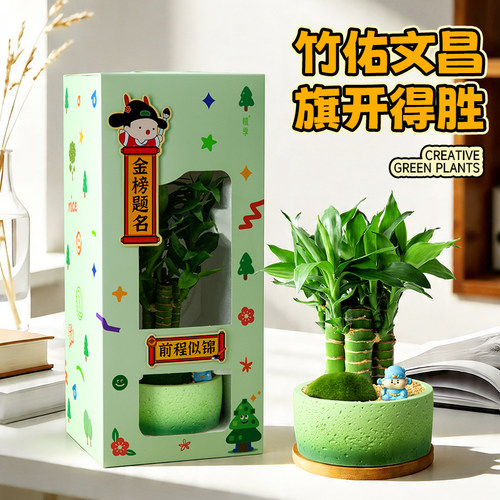 4支文昌竹盆栽书桌绿植高考礼物