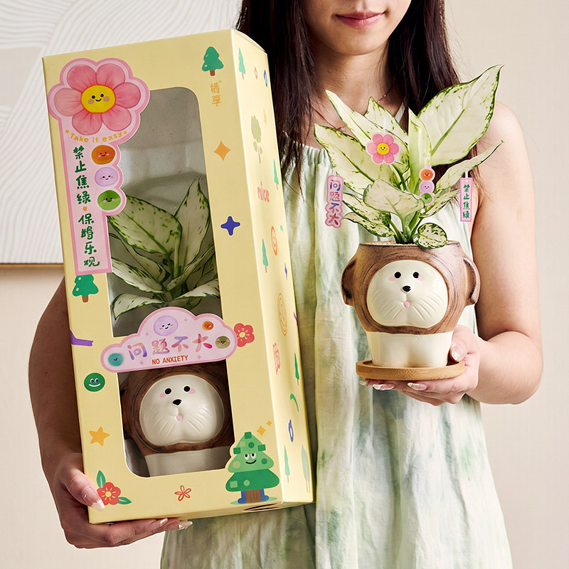 吉利红绿植室内小盆栽桌面工位高级感白如意解压情绪植物生日礼物