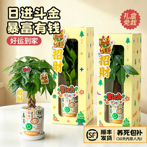 发财树小盆栽开业送礼招财植物