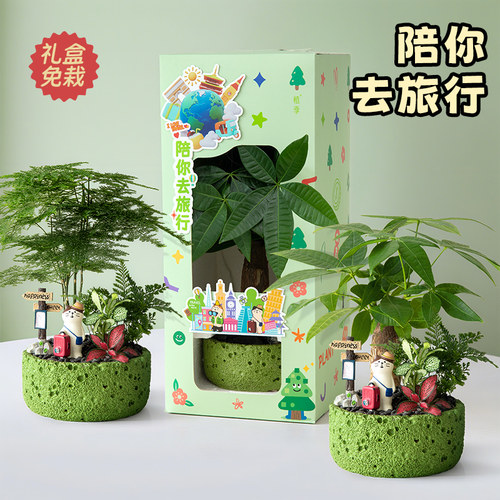 发财树小盆栽花卉办公室绿植送礼
