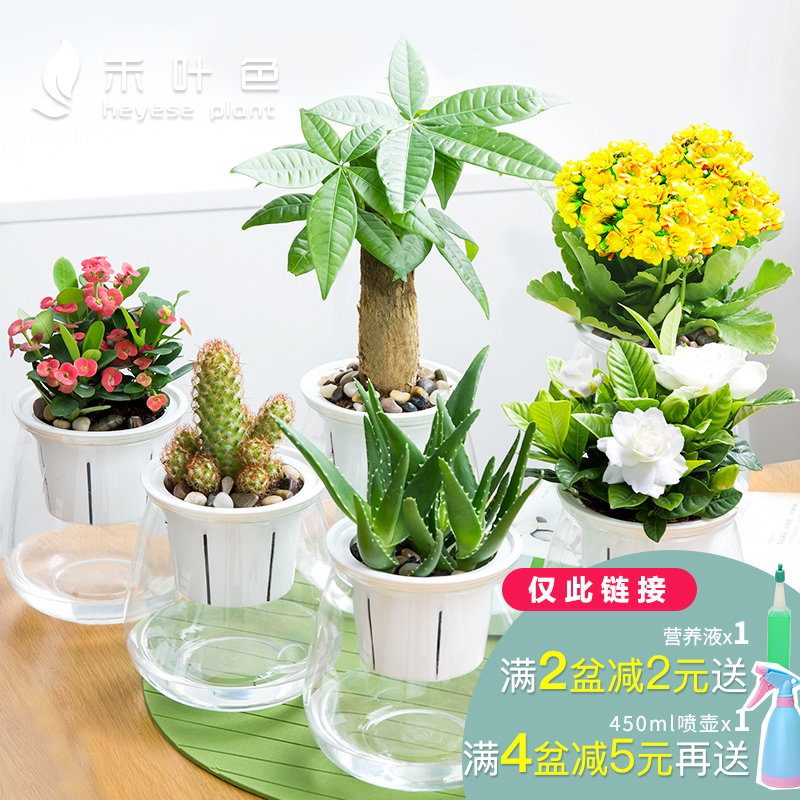 蘆薈盆栽多肉植物綠蘿吊蘭水培植物觀花室內花卉辦公室綠植發財樹