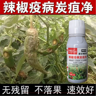 辣椒疫病炭疽灵  早疫病晚疫病灰霉病霜霉病辣椒病青椒红椒小辣椒
