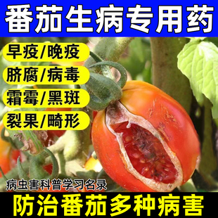 番茄病专用番茄早晚疫病番茄灰霉病青枯病番茄预防治疗番茄病菌清