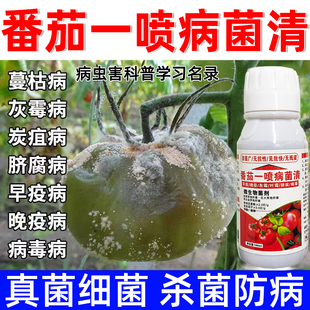 番茄病专用番茄早晚疫病番茄灰霉病青枯病番茄预防治疗番茄病菌清