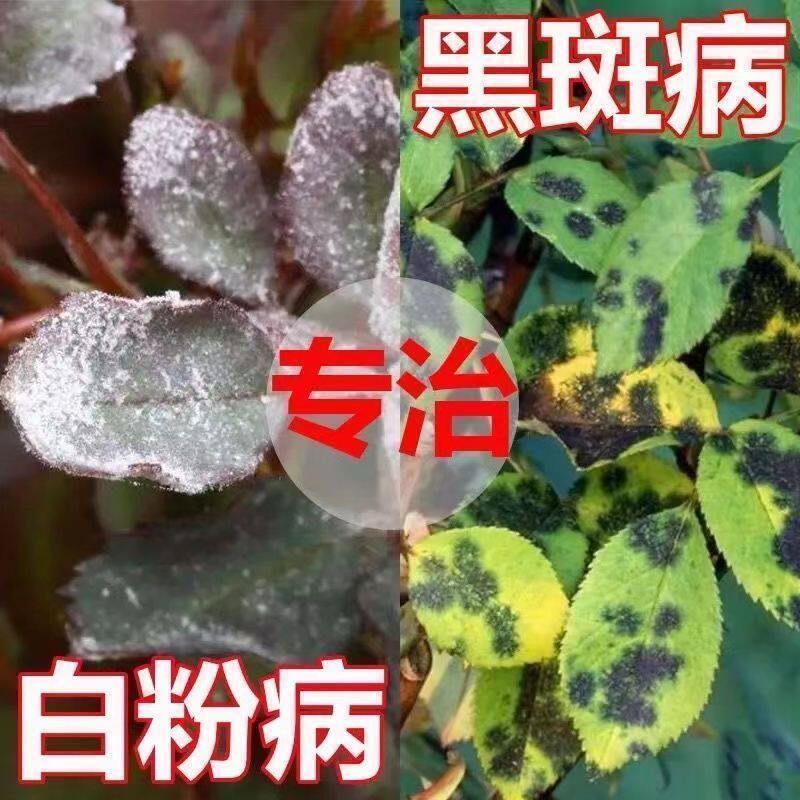 月季病害月季花专用药病全治月季白粉病杀菌剂黑斑病叶斑病花卉药
