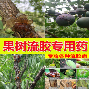 桃树专用药流胶病梨树李子溃疡腐烂病流胶一喷净流胶穿孔病专用药