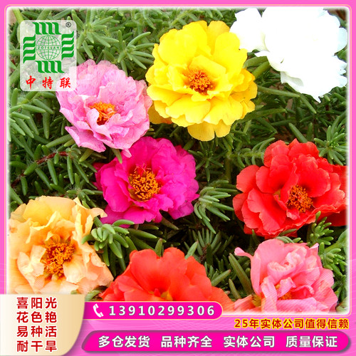 松叶牡丹死不了半枝莲海荚花太阳花盆栽花坛花境园林庭院花卉种子