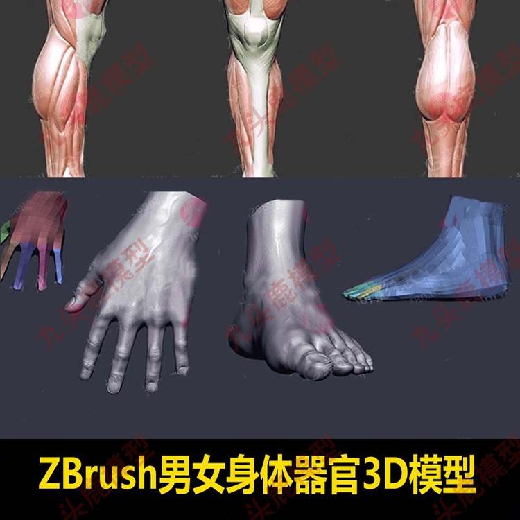 ZBrush男女身体器官四肢zb头部雕刻人体基础模型zb人体雕刻视频